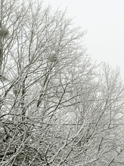 Obraz premium Winter Trees in Cold Landscape