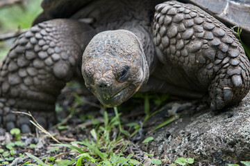 The Galápagos Giant Tortoise (Chelonoidis vicina), the undisputed symbol of Isabela Island and the...