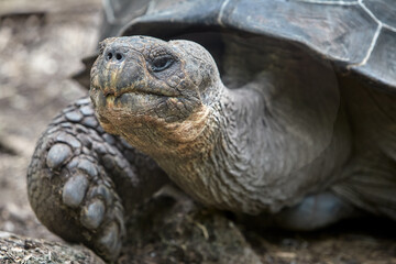 The Gal&aacute;pagos Giant Tortoise (Chelonoidis vicina), the undisputed symbol of Isabela Island and the very creatures that gave the archipelago its name (gal&aacute;pago means "saddle" in old Spanish).