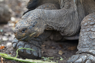 The Galápagos Giant Tortoise (Chelonoidis vicina), the undisputed symbol of Isabela Island and the...