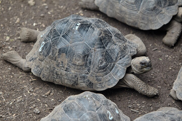 The Galápagos Giant Tortoise (Chelonoidis vicina), the undisputed symbol of Isabela Island and the...