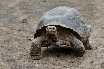 The Galápagos Giant Tortoise (Chelonoidis vicina), the undisputed symbol of Isabela Island and the...