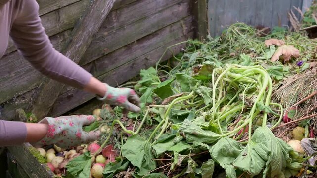 Close-up: a woman's hands in protective gloves are throwing weeds into a compost pile in the backyard. The compost is then used as fertilizer for plant growth. Recycling of organic waste in a country 