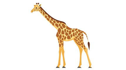 Fototapeta premium Giraffe Standing with Long Neck and Legs.