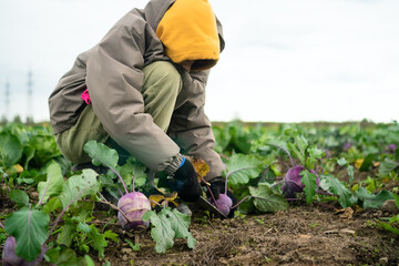 Young boy farmer picking ripe red-purple kohlrabi in the farm field. Outdoor harvest, homegrown vegetables, seasonal produce, healthy lifestyle, working in fresh air and nature.