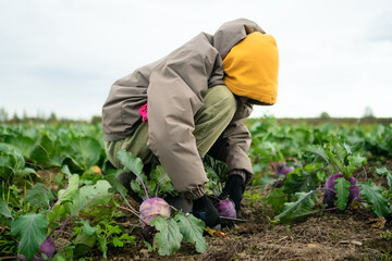 Cheerful boy picking fresh red-purple kohlrabi in farm field. Seasonal vegetables, homegrown produce, outdoor work, healthy lifestyle, and pride in cultivated crops on farm.
