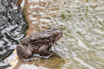 Obraz premium American toad, Anaxyrus americanus. Male or female had been laying or fertilizing eggs in a small garden pond