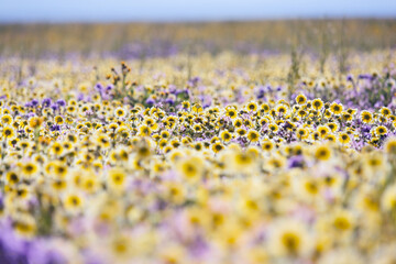 Dreamy field of Tidy Tips wildflowers during spring superbloom in Carrizo Plain, California
