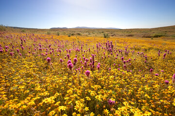 Wildflower field of yellow Goldfields and purple Owl's Clover bathed in warm late afternoon light, Carrizo Plain National Monument