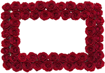 Meticulously crafted rectangular frame of vibrant, deep red roses in full bloom with velvety petals, isolated on a transparent background with copy space, studio light. concept of romance and