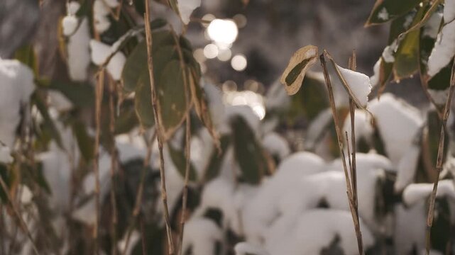 笹のある森の雪景色
