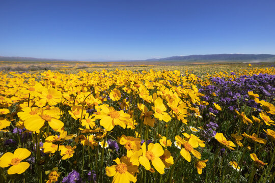 Endless field of wildflowers during spring superbloom under blue sky, Carrizo Plain National Monument, California 