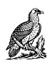Obraz premium Osprey Bird Line Art Vector Illustration