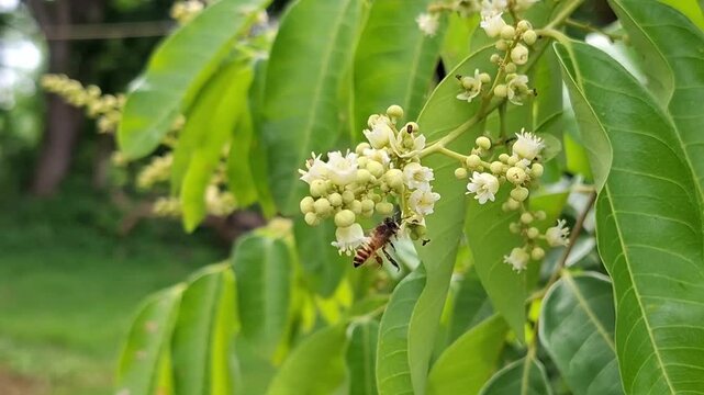 Black Crazy Ant and Honey bees are looking for nectar on mango flowers. Apis cerana, Paratrechina longicornis, Mangifera indica