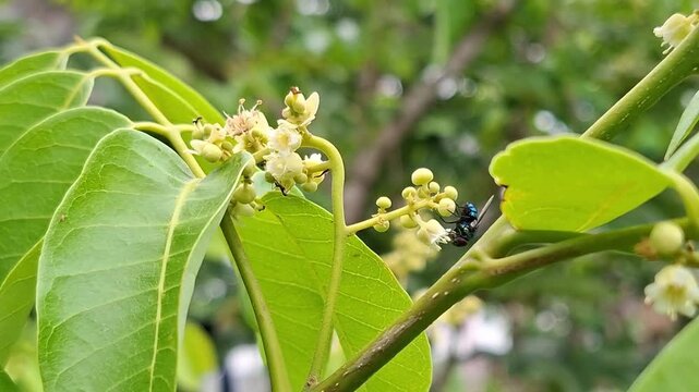 Green Bottle Fly and black ants are looking for nectar on mango flowers. Lucilia sericata, Paratrechina longicornis, Mangifera indica