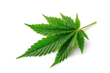 Single Green Leaf with Yellow Spots on White Backdrop Detailed Macro View