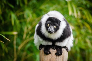 Obraz premium lemur on a tree