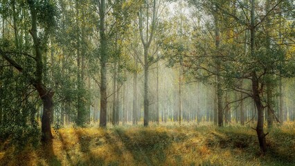 Fototapeta premium misty morning in the forest