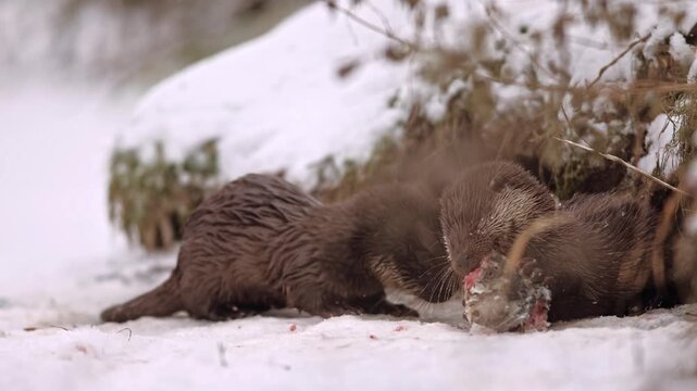 Pair of Eurasian otter (Lutra lutra) eating fish head on surface of frozen river level next coast. Animals obviously compete each other struggling for every piece of meat meal. Winter wildlife take.