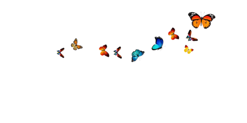 Vibrant butterflies in flight, showcasing nature's beauty. Colorful wings, dynamic movement, ideal for decorative or illustrative nature-themed designs.