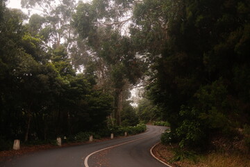 Fototapeta premium Curvy Mountain Road Winding Through Dense Forest on a Misty Morning