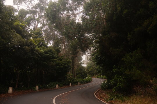 Curvy Mountain Road Winding Through Dense Forest on a Misty Morning