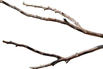 Close-up of several dry, bare tree branches against a plain white background. Showcases natural wood texture and organic form, ideal for minimalist or rustic designs.