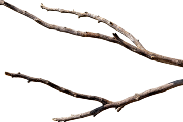 Close-up of several dry, bare tree branches against a plain white background. Showcases natural wood texture and organic form, ideal for minimalist or rustic designs.