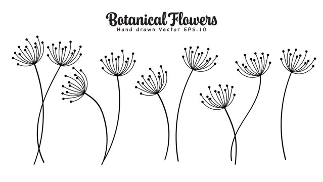 Botanical Flowers Hand Drawn Set Minimalist Line Art. Vector Illustration