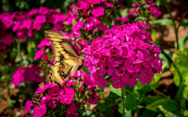 Giant swallowtail butterfly in spring