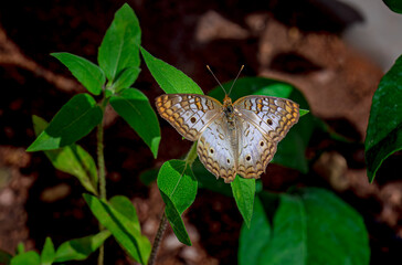 White peacock butterfly on green leaves in spring near Phoenix Arizona