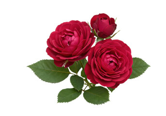 Fototapeta premium Close-up of three vibrant deep red spray roses, two open blossoms and one bud, with lush green leaves on a transparent background, concept of elegant floral beauty