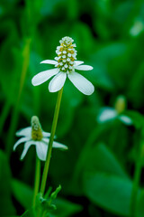 Bear root flowers in spring near Phoenix Arizona