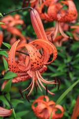 Heritage variety of a true garden lily in the summer garden.