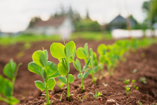 Young pea plants growing in a fertile field.