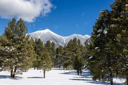 The San Francisco Peaks cloaked in snow