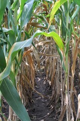 Dense Cornfield Path Through Tall Green Stalks with Brown Dried Leaves and Soil Visible Sunlight