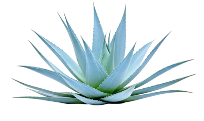 A blue agave succulent plant with spiky, serrated leaves, isolated on a white background. Known for its architectural, spiny foliage and desert adaptation.