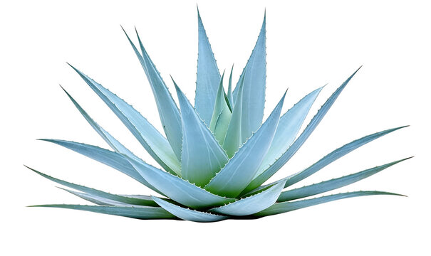 A blue agave succulent plant with spiky, serrated leaves, isolated on a white background. Known for its architectural, spiny foliage and desert adaptation.