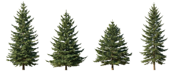 Four green evergreen trees (pine, fir) arranged in a row, isolated on white background. Natural coniferous plants suitable for nature, forest, or landscape themes.