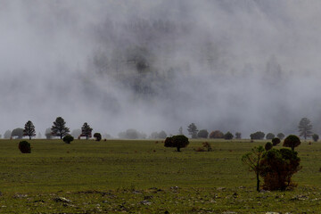 A mysterious scene in the White Mountains of Arizona