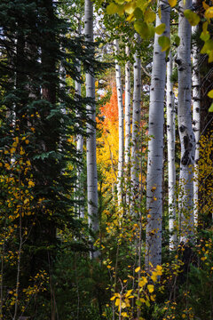 A colorful Autumn Aspen peeks through the trees