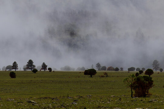 A mysterious scene in the White Mountains of Arizona