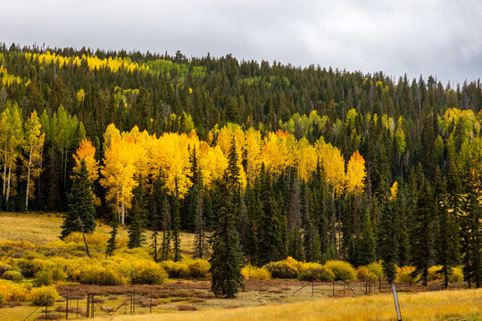 Autumn along the E Baldy Trail