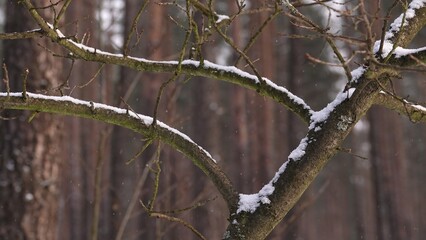 Zimowy krajobraz w lesie iglastym. Spacer zimą w śr&oacute;d drzew pokrytych śniegiem. 