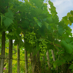 Grapes Growing on a Vine - France