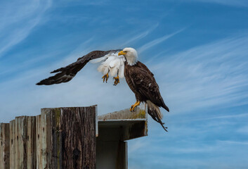 Two Eagles - One Takes Flight
