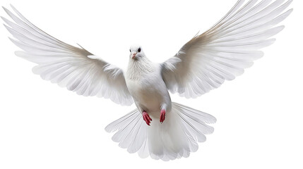 A white dove in mid-flight with fully spread wings, showcasing its plumage, red claws, and serene expression, symbolizing peace and freedom.