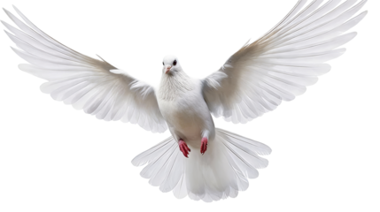 A white dove in mid-flight with fully spread wings, showcasing its plumage, red claws, and serene expression, symbolizing peace and freedom.