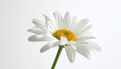 Elegant White Daisy Flower Blossom with Yellow Center on White Background.